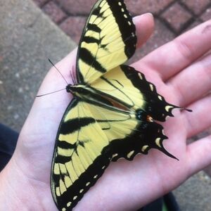 Meet your Posher, Cate